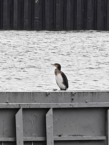 Great Cormorant