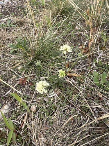 Cream Scabious