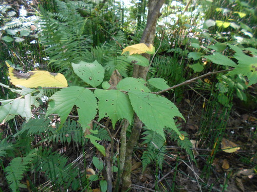 Ulmus laciniata observed 2026-08-22