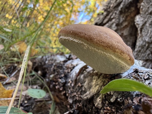 birch polypore