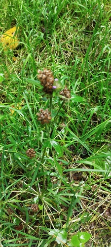 common selfheal