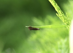 Hydropsyche angustipennis