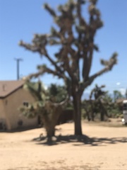 Yucca brevifolia