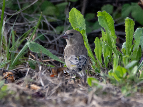 European Greenfinch