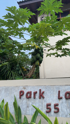 Papaya