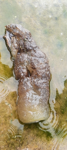 Magnificent Bryozoan