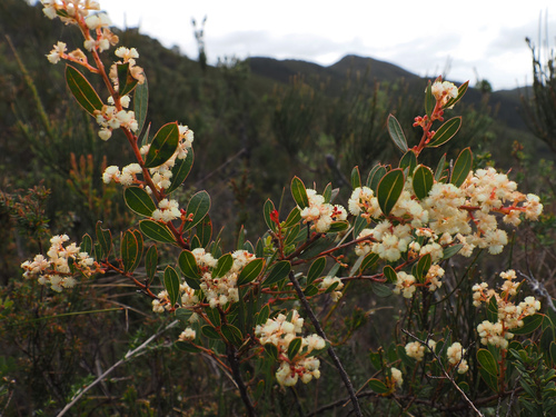 Acacia myrtifolia, photograph 5