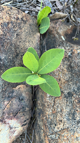 Dichapetalum observed 2026-09-24