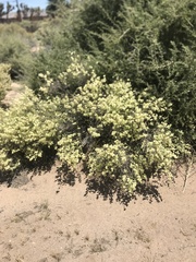 Magnoliopsida