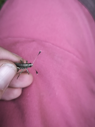 Rufous Grasshopper