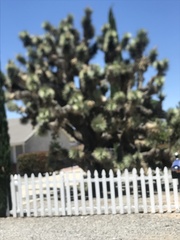 Yucca brevifolia