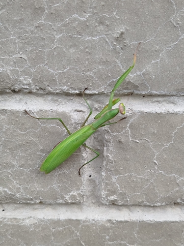 European Mantis