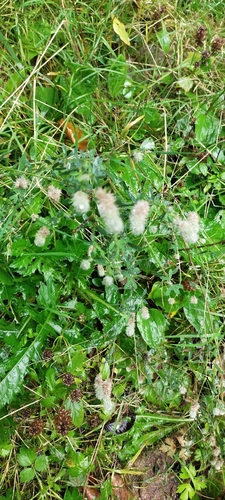 rabbitfoot clover
