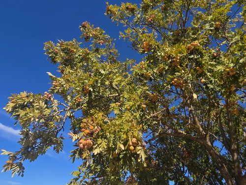 Service-tree
