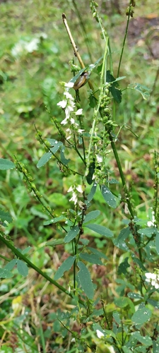 White Sweetclover