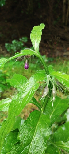 common comfrey