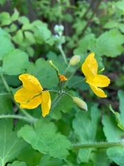 Chelidonium majus