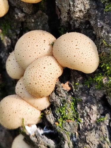 Pear-shaped Puffball