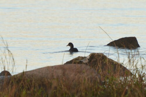 Eurasian Coot