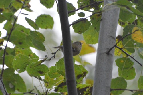 Goldcrest