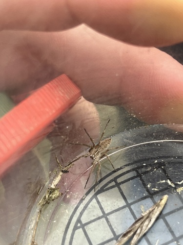 European Nursery Web spider