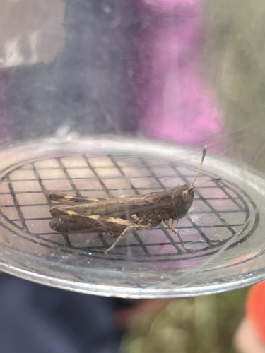 Rufous Grasshopper