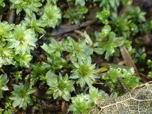 Rosulabryum subtomentosum observed 2026-09-24