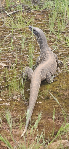 Sand Monitor