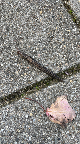 Leopard Slug