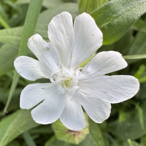 white campion