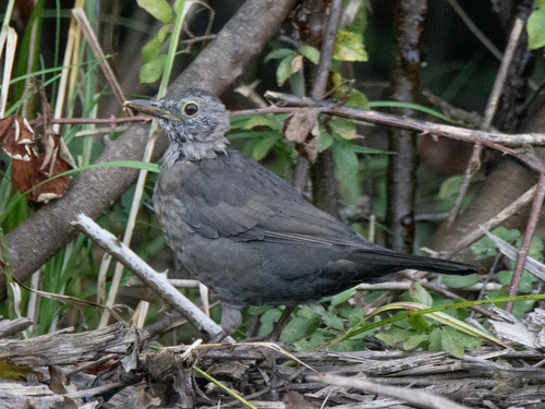 Eurasian Blackbird