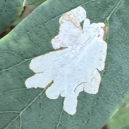 Locust Digitate Leafminer Moth