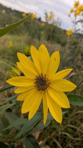 Jerusalem artichoke