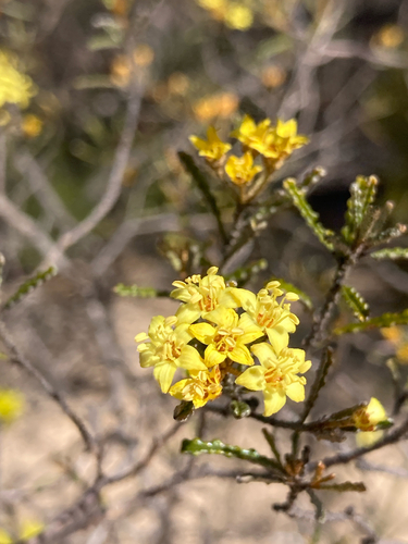 Silvery Phebalium
