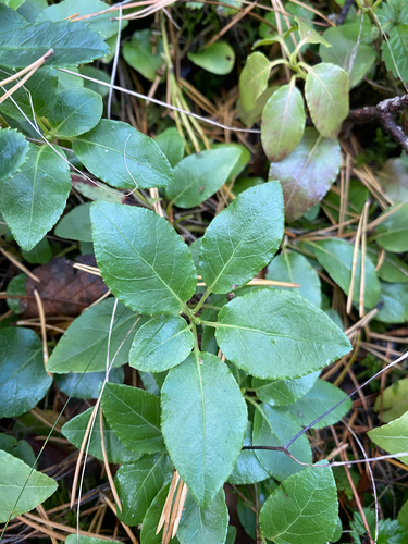 one-sided wintergreen