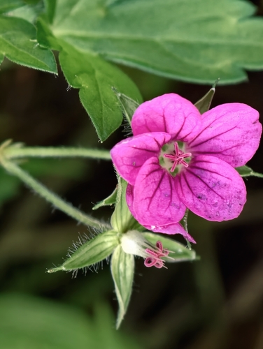 Thunberg's Geranium