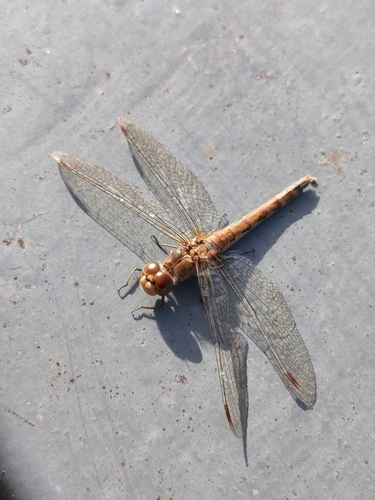 Common Darter