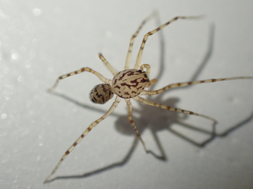 Common Spitting Spider