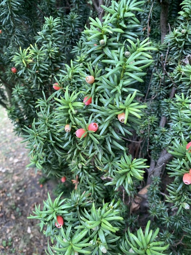 common yew