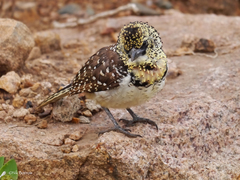 Trachyphonus darnaudii usambiro