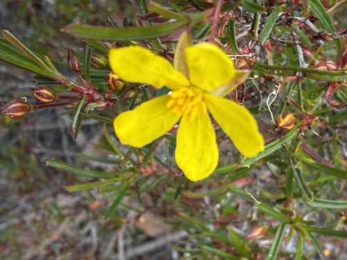Hibbertia racemosa, photograph 3