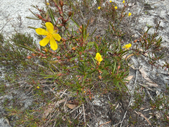 Hibbertia racemosa