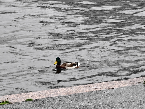 Mallard
