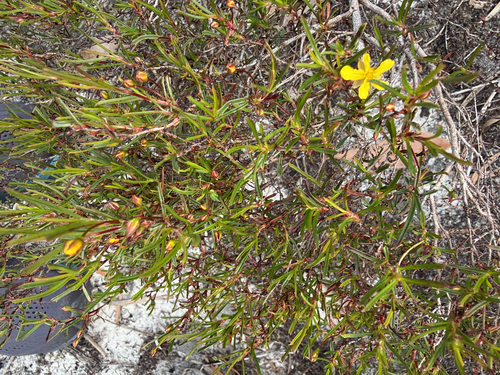 Hibbertia racemosa, photograph 1