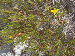 Hibbertia racemosa, photograph (c) Khands, some rights reserved (CC BY)