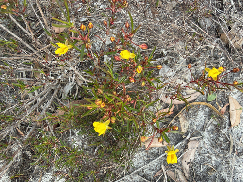 Hibbertia racemosa, photograph 2