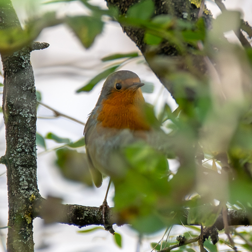 European Robin
