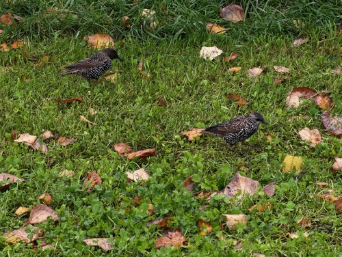 European Starling