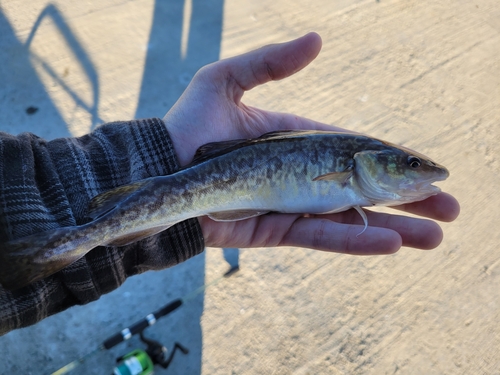 Atlantic Tomcod