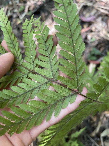 Parapolystichum microsorum observed 2026-09-21